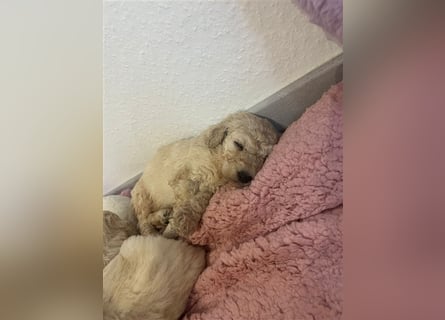 Wunderschöne Goldendoodle Welpen zu verkaufen Abgabe frühestens ab 06.12.24