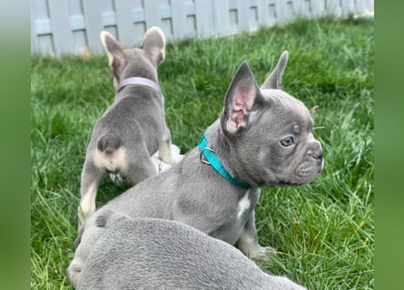 Französische Bulldoggen Welpen mit AT und Nase