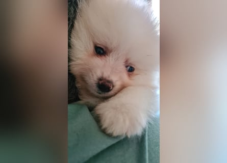 Zuckersüßer Pomeranianwelpen