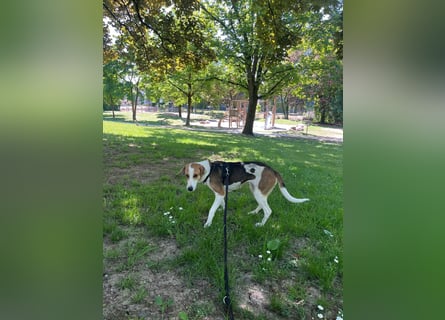 Familienhund Lona, zu besuchen in Bad Nauheim
