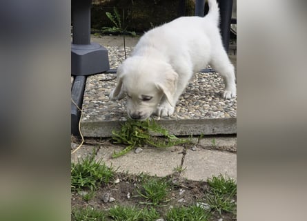 Zauberhafte Retrieverwelpen