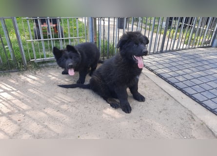 Altdeutsche Schäferhund Welpen