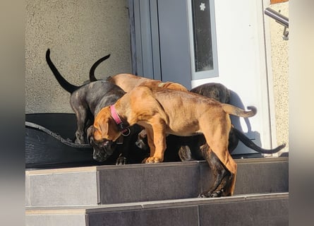 Mischlingswelben Cane Corso / Rottweiler Welpen