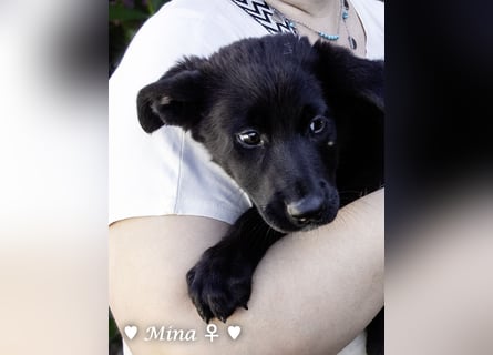 Drei wunderschöne Schäferhundmischlinge suchen ein Zuhause
