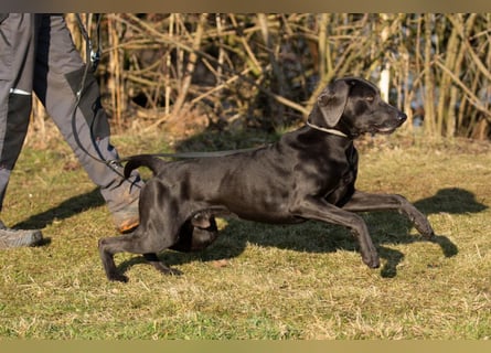 Joe Fritz - aktiver Familienhund - Tierhilfe Franken e.V.