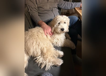 GOLDENDOODLE Traum ! Bezaubernde Welpen aus langjähriger+überprüfter Familienaufzucht.