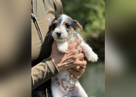 Wunderschöne Parson Jack-Russell Terrier Welpen, aus liebevoll. Hausaufzucht