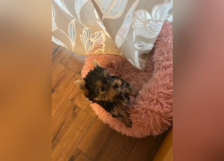 Reinrassige, bezaubernd schöne Yorkshire Terrier Welpen zu verkaufen