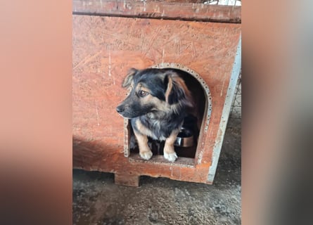 Buddy, 1 Jahr, kleiner Abenteurer sucht großes Herz