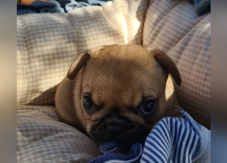 Vergnügte Frops Kinder  (Französische Bulldogge + Mops )