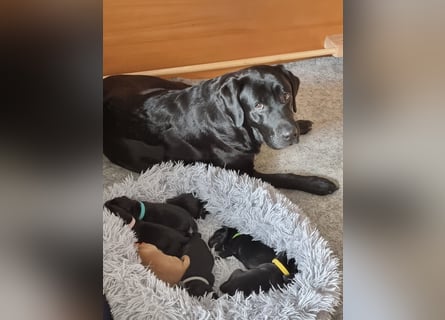 Edle Labrador Welpen (Schwarz/Foxred/Creme) mit Ahnentafel, Nachkommen von Champions