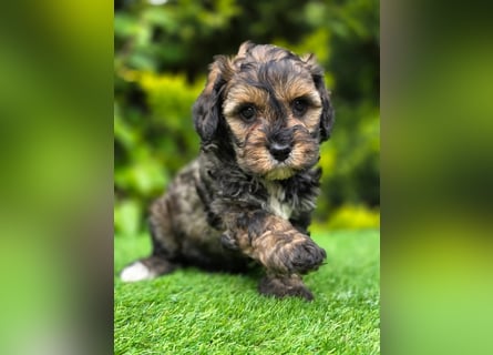 Cavapoo welpen