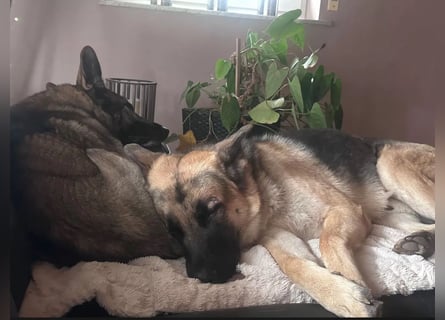 2 liebevolle Schäferhunde suchen ein zu Hause