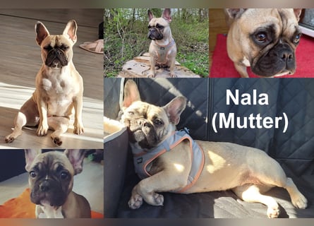 Französische Bulldoggen Welpen