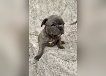 Sportliche Gesunde Französische Bulldoggen aus seriöser Familienzucht!