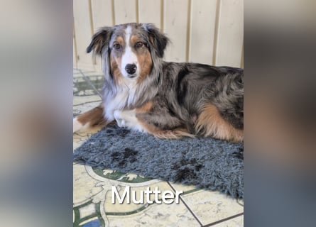 Australian Shepherd Welpen