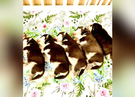FCI Pedigree Blue Eyed Black & White Siberian Husky Champion Puppy