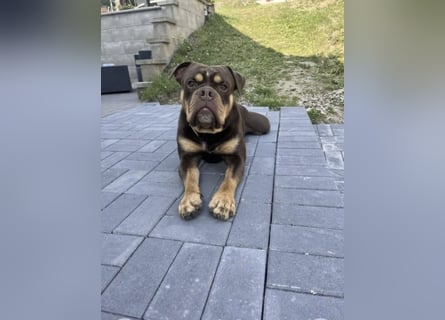 OEB mix Bulldoge old english bulldog