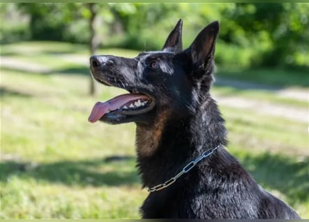 Topverpaarung Deutscher Schäferhund Welpen reinrassig Leistungslinie DDR HD/ED frei!