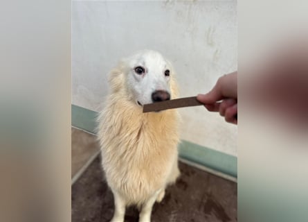 Der sanfte BODHI sucht ein liebevolles Zuhause