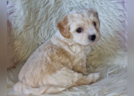 Havapoo Pudel Havaneser-ShihTzu
