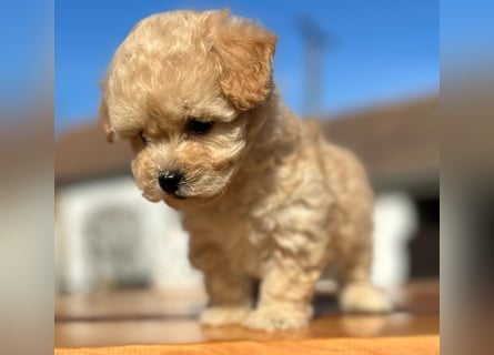 Rarität. Echte Teddybär Maltipoo Welpen in tollem Apricot abzugeben. Malteser/Pudel