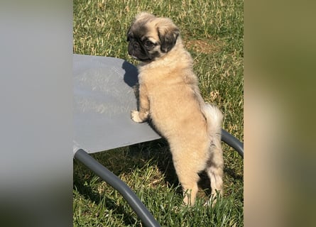 Mops Welpen  ( Altdeutsche )