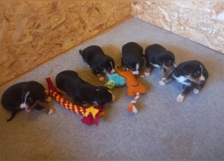 Entlebucher Sennenhund-Welpen "vom Zwergenstübchen" mit Ahnentafel