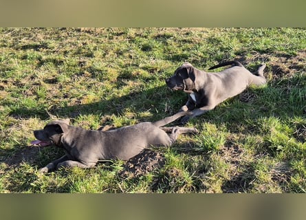 Süße Labradorweimaraner/ American Bully (Pocket)