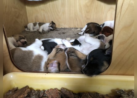Kromfohrländer Welpen aus Hamburg suchen ein liebevolles Zuhause (Einkreuzprojekt)
