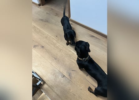 Dackel Welpen Black Tan