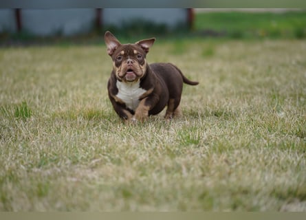 Wunderschöne Reinrassige American Bully Pocket Welpen mit ABKC Papiere