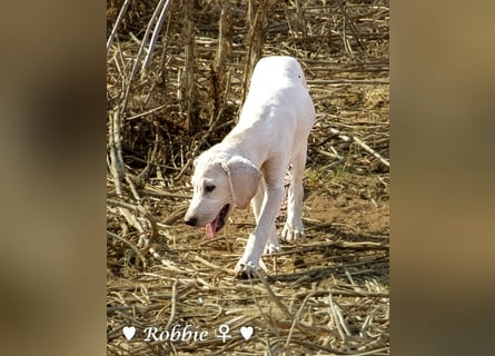 Roberta und Robbie, f.,  suchen eine Familie