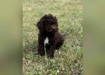 Lagotto Romagnolo – Hochwertige Welpen aus der registrierten Zuchtstätte King of the Truffles