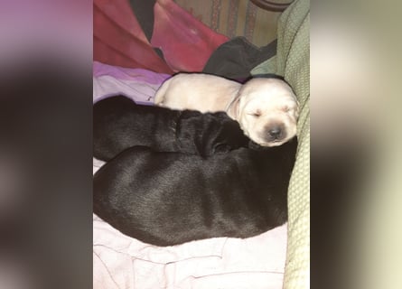 Labradorpuppies mit Papieren suchen ab Mitte Juli ein neues Zuhause