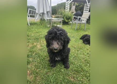 Goldendoodle F2b