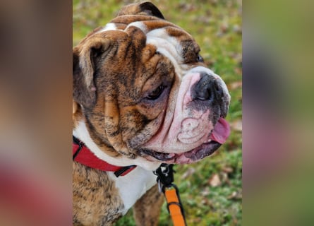 Big Boy Bruno Vom Örmser Bahnhof sucht sein Zuhause