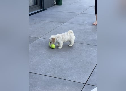 Maltipoo - Welpen - Rüden und Hündin