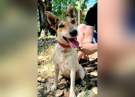 ❤️ lebenslustige kleine ROXY - 3 Jahre, 38cm/8kg - Jack Russell-Mix