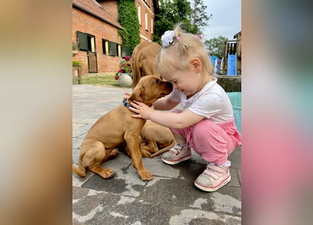 Wurfankündigung Magyar Vizsla Welpen (Mai 25)