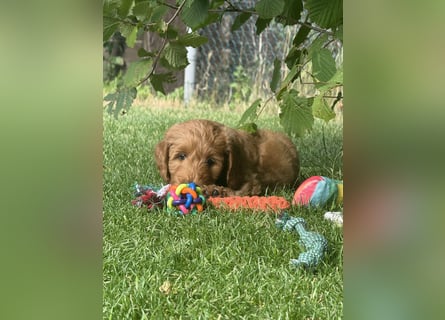 Aussiedoodle / Aussiepoo  F1b