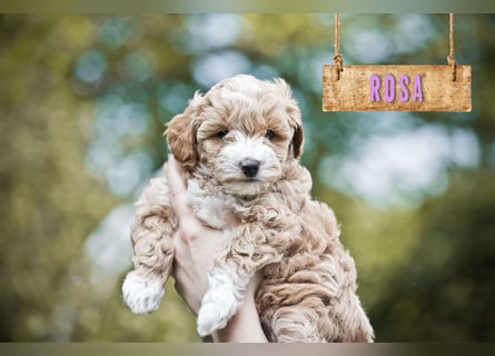 5 Wunderschöne Maltipoo-Welpen suchen ein neues, liebevolles Zuhause!