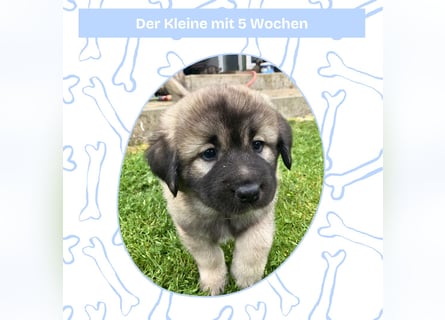Sarplaninac-Welpe sucht neues Zuhause (Hirtenhund, Herdenschutzhund, Schäferhund)