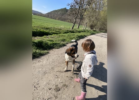 Sennenhund-Mischling