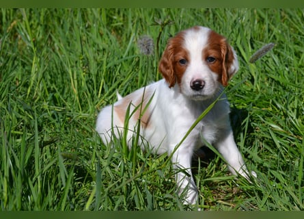 Sportlicher Familienhund - Irish Red and White Setter