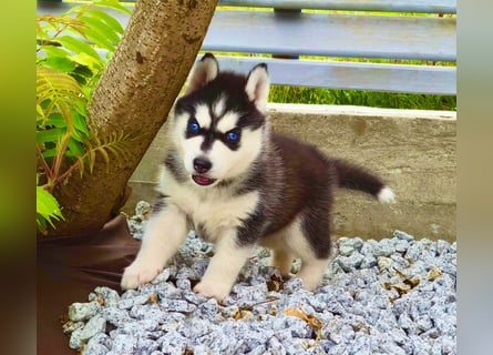 FCI Pedigree Blue Eyed Black & White Siberian Husky Champion Puppy