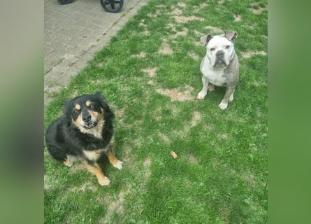 2 liebevolle Hunde abzugeben