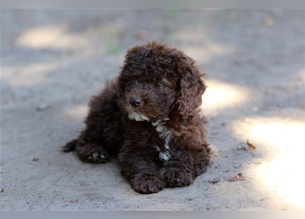 Lagotto Romagnolo