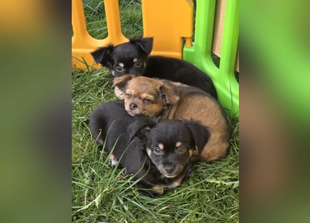 Reinrassige Langhaar - Chihuahua - Welpen abzugeben, sehr verspielt und verkuschelt!