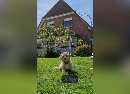 Maltipoo F 1 Welpen